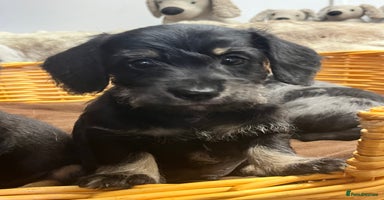 Mixed Breed dogs - Advert 12