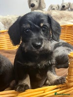 Mixed Breed dogs - Advert 12