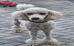 Bernedoodle dogs for sale: F1b Bernedoodle Puppies - Image 17