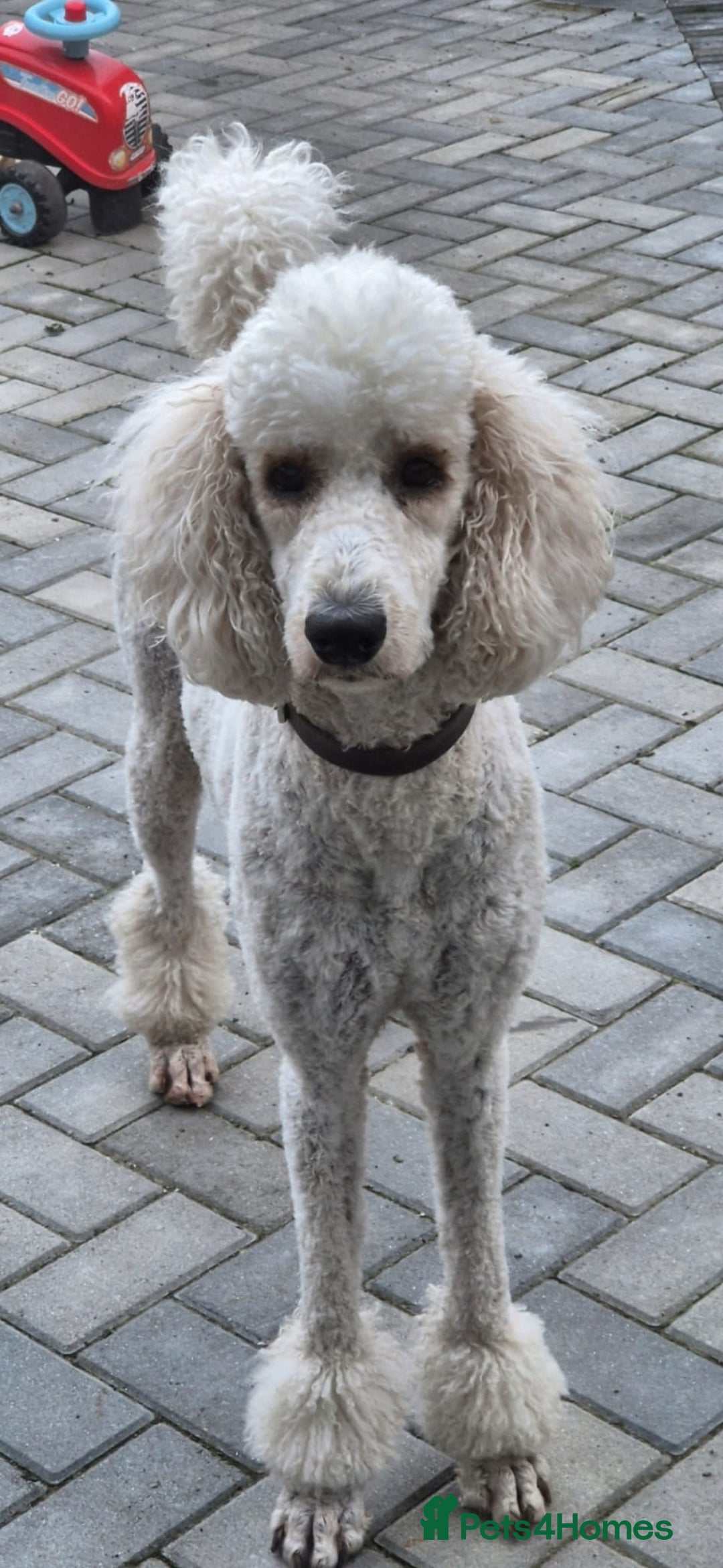 Bernedoodle dogs for sale: F1b Bernedoodle Puppies - Image 17