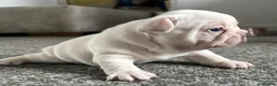 French Bulldog dogs for sale: Gorgeous Blue Female and Cream Male - Advert 8