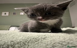 Brazilian Shorthair cats for sale: Kittens for sale  - Image 2