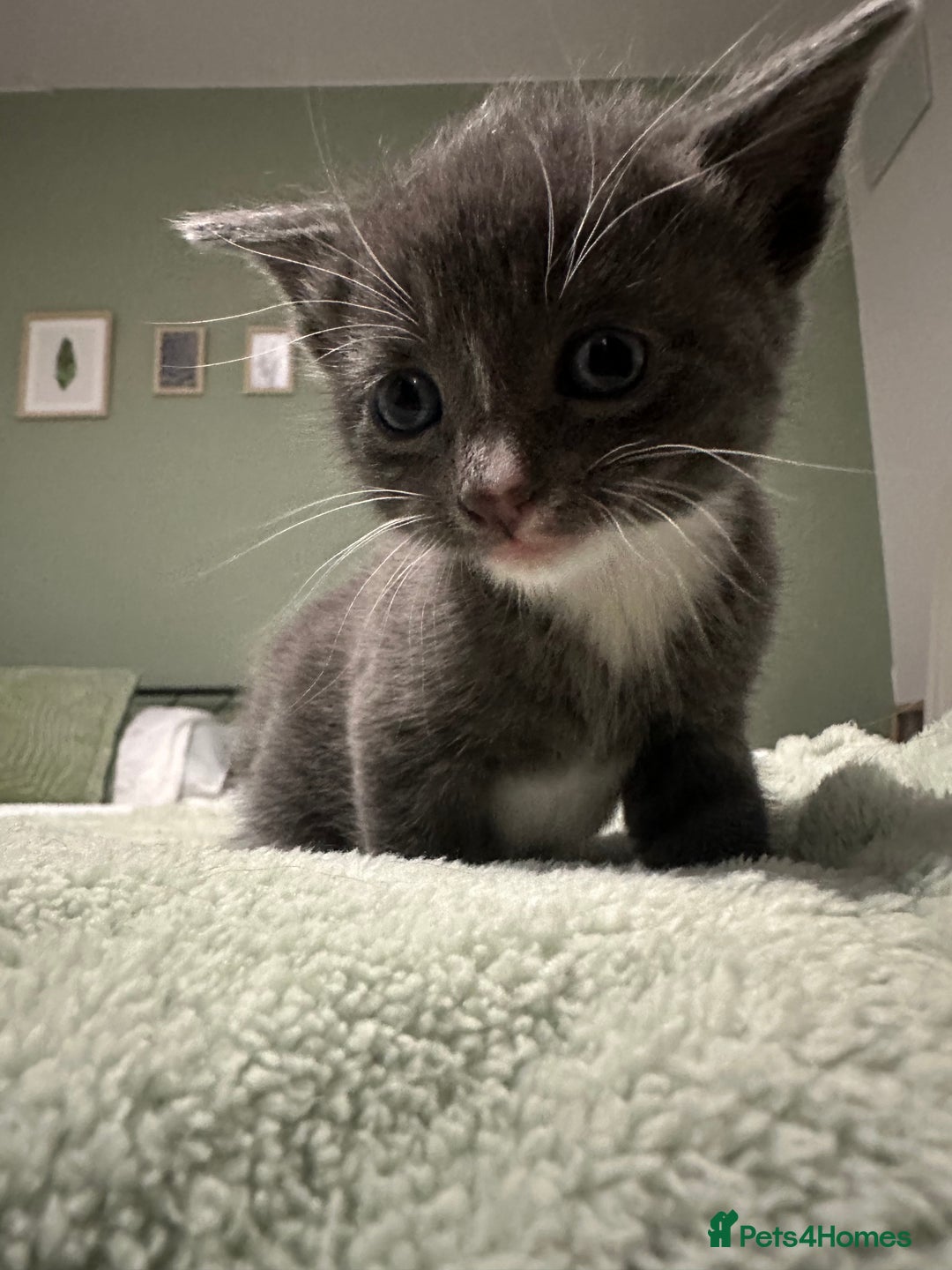Brazilian Shorthair cats for sale: Kittens for sale  - Image 2