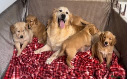 Golden Retriever dogs for sale: STUNNING GOLDEN RETRIEVER PUPPIES READY NOW - Image 15