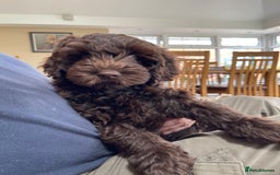 Australian Labradoodle dogs for sale: Pure Australian Labradoodles - READY TO LEAVE  - Image 29