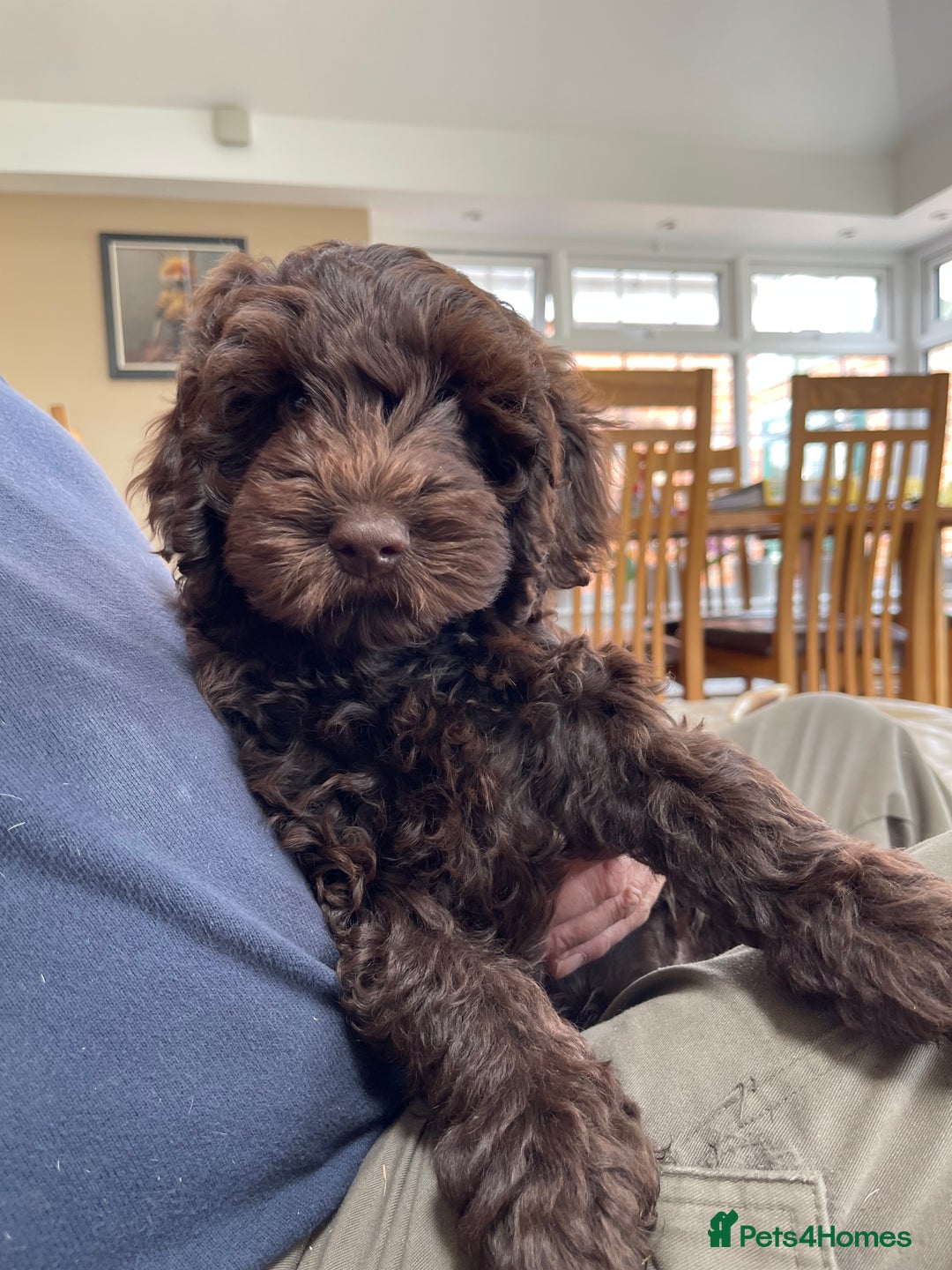 Australian Labradoodle dogs for sale: Pure Australian Labradoodles - READY TO LEAVE  - Image 29