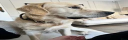Golden Retriever dogs for stud: Show line Golden Retriever Stud - Advert 6