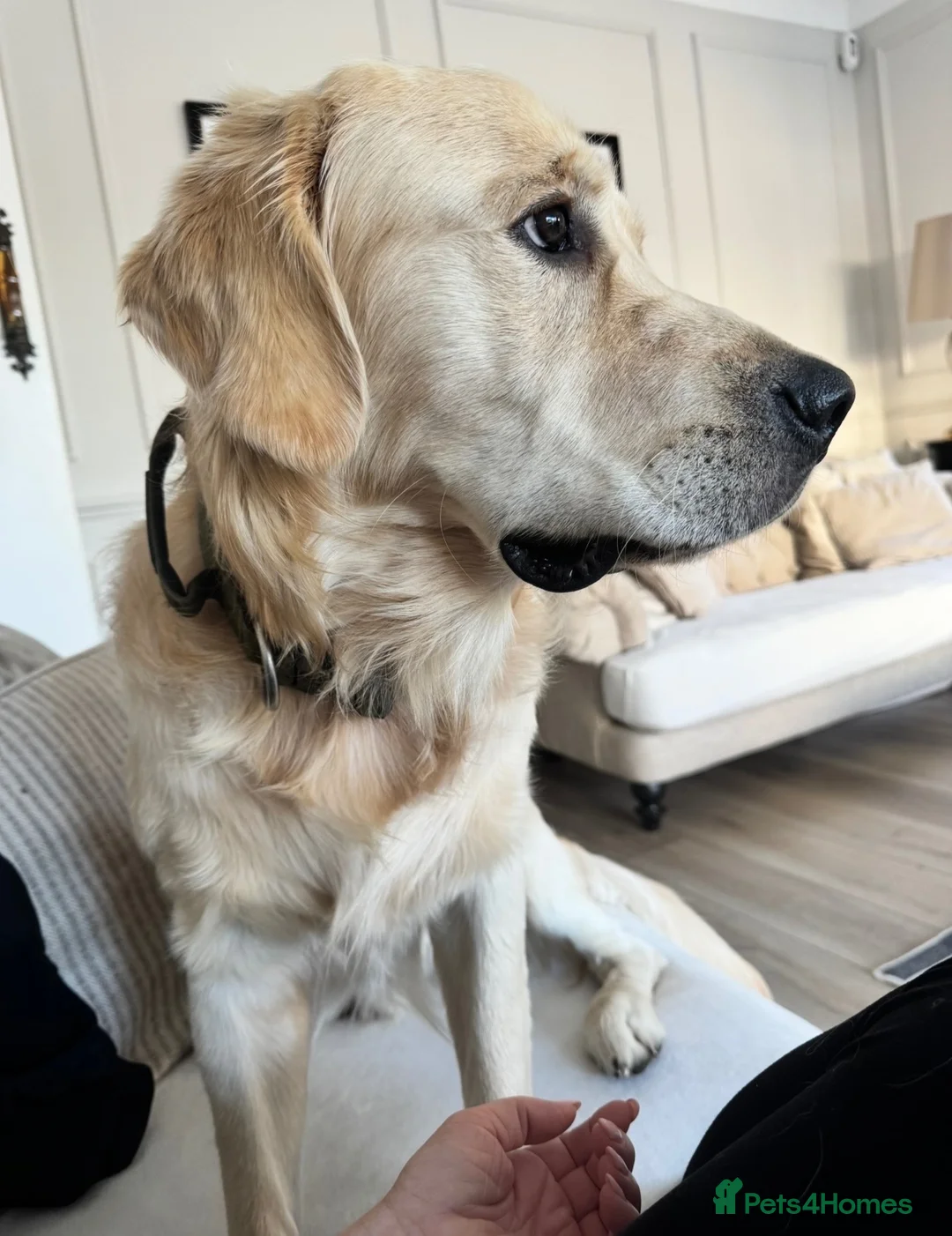 Golden Retriever dogs for stud: Show line Golden Retriever Stud - Advert 6