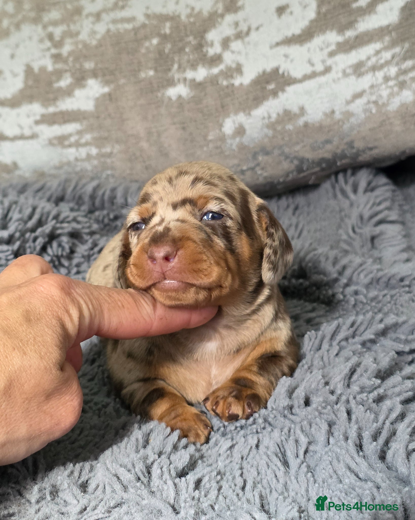 Miniature Dachshund dogs Miniature Dachshund  - Advert 18