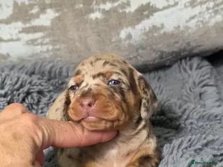 Miniature Dachshund dogs Miniature Dachshund - Advert 18