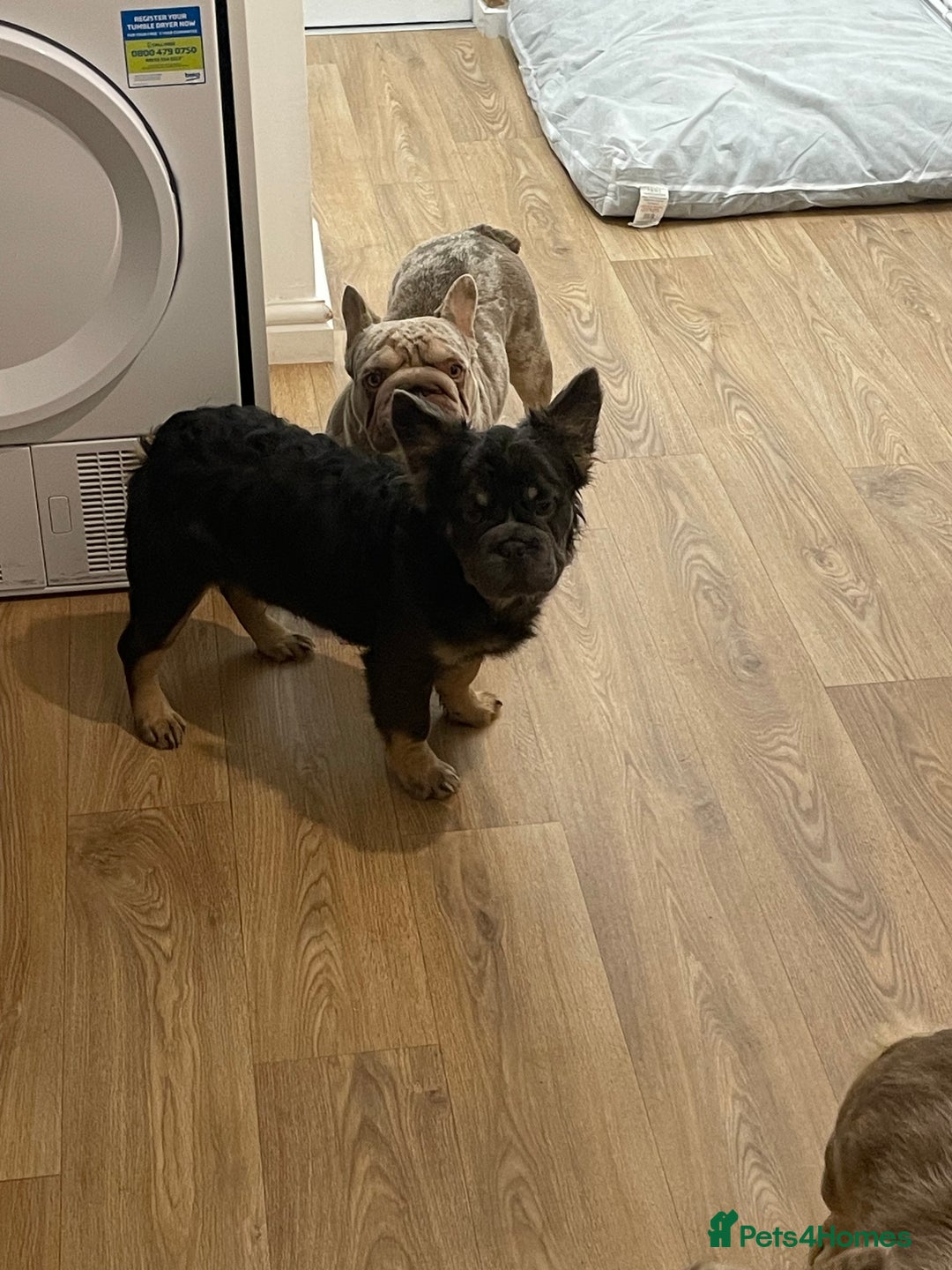 French Bulldog dogs for sale: Fluffy BOY- Chocco 😍 - Advert 6