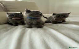 British Shorthair cats for sale: 3 chunky beautiful British shorthair  - Image 11