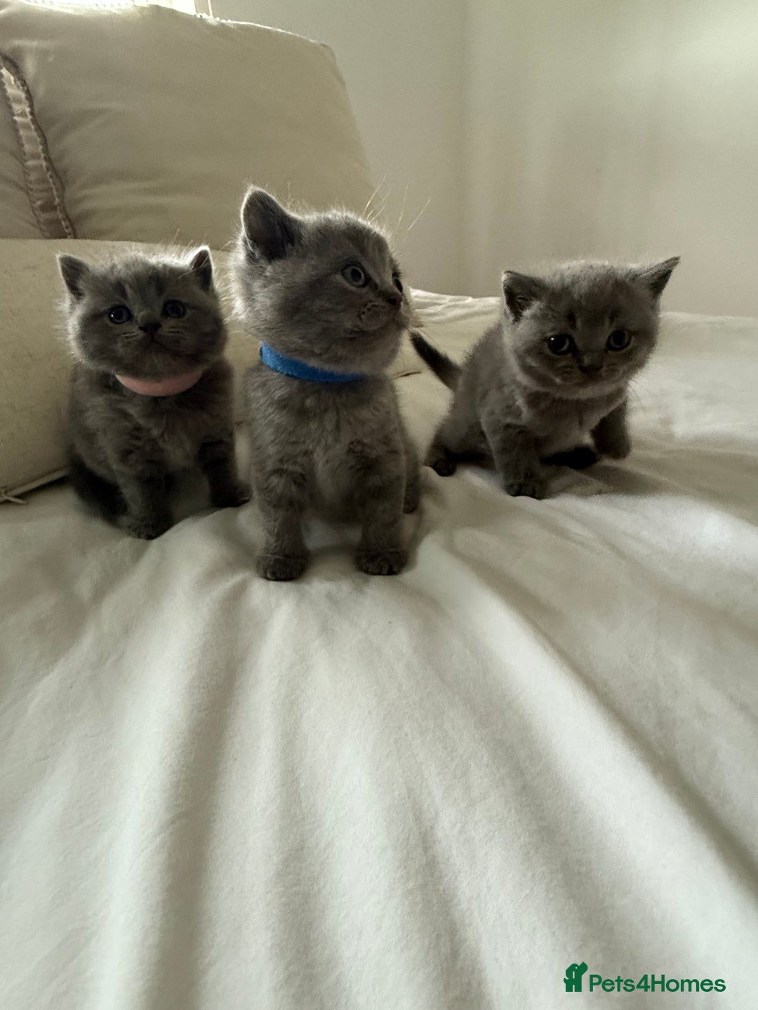 British Shorthair cats for sale: 3 chunky beautiful British shorthair  - Image 11