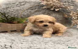 Poochon dogs for sale: Tiny babies ❤️❤️❤️ - Advert 16