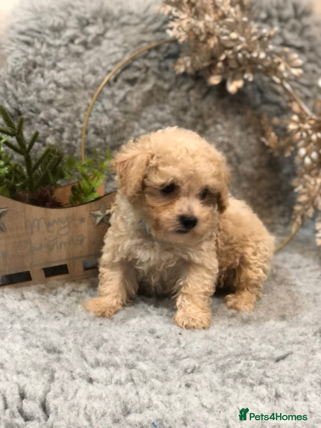 Poochon dogs for sale: Tiny babies ❤️❤️❤️ - Advert 16