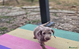 Dachshund dogs for sale: Ready now, last 3 Dachshund Puppies - Image 23