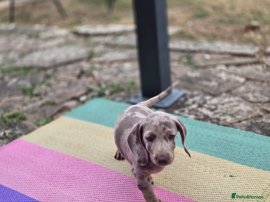 Dachshund dogs for sale: Ready now, last 3 Dachshund Puppies - Image 23