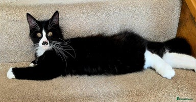 Mixed Breed cats - Advert 12