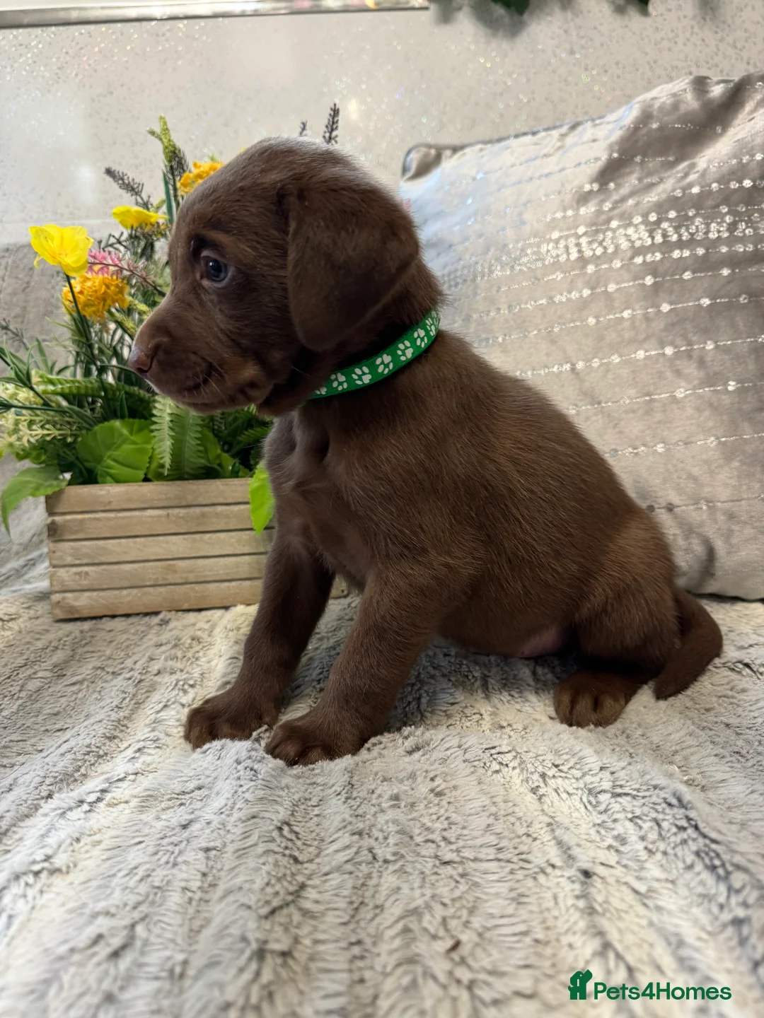 Labrador Retriever dogs for stud: KC REGISTERED LABRADOR FOR STUD ONLY  - Advert 10