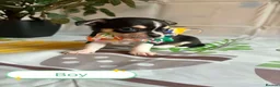 Chihuahua dogs for sale: Chihuahua puppies - Advert 8