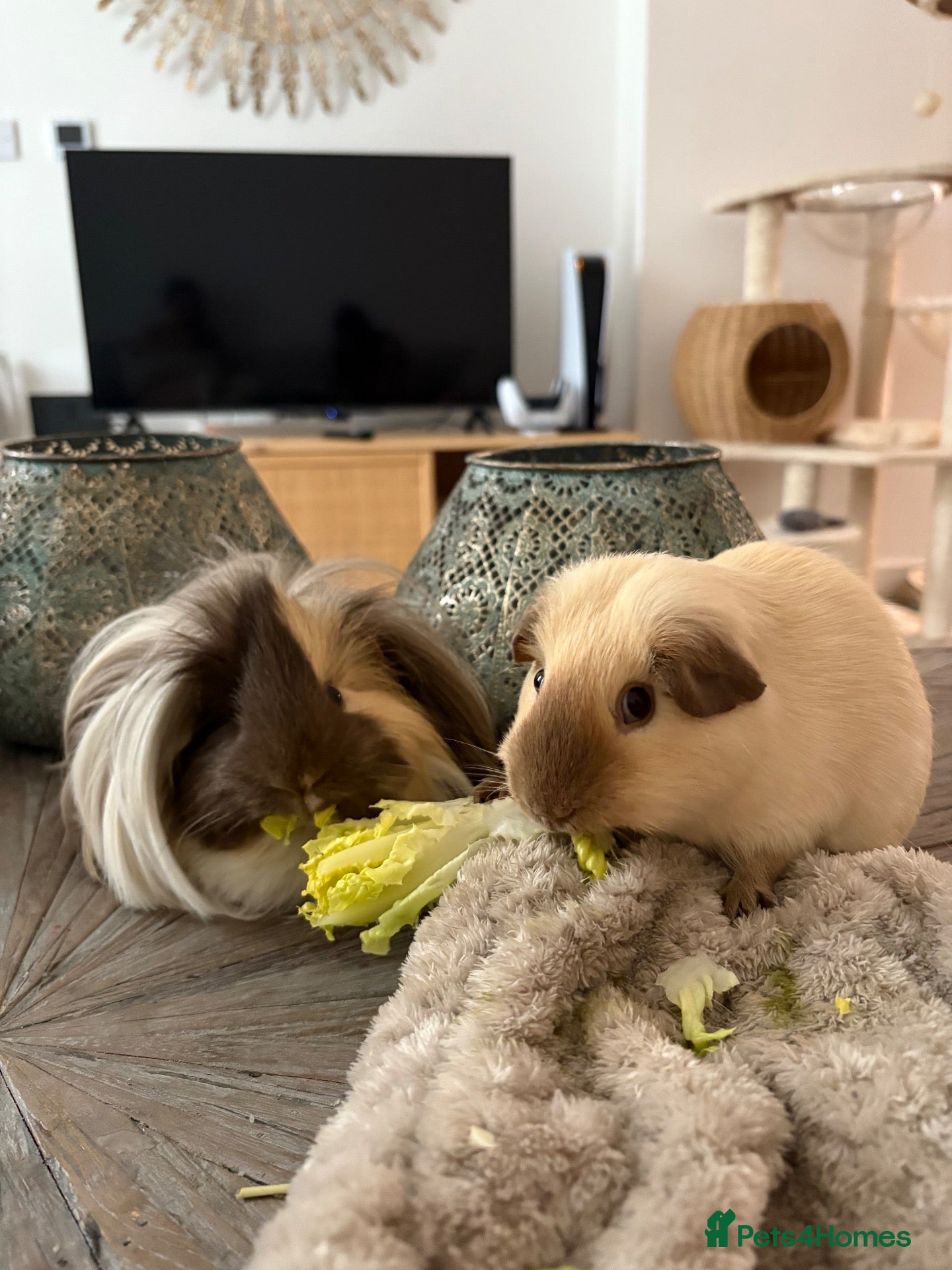 Guinea Pig rodents 2 male guinea pigs (Californian & Shiba) - Advert 1