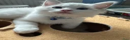 Ragdoll cats for sale: Pure breed GCCF Reg kittens - Advert 23