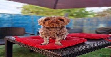 Shih Tzu dogs - Advert 14