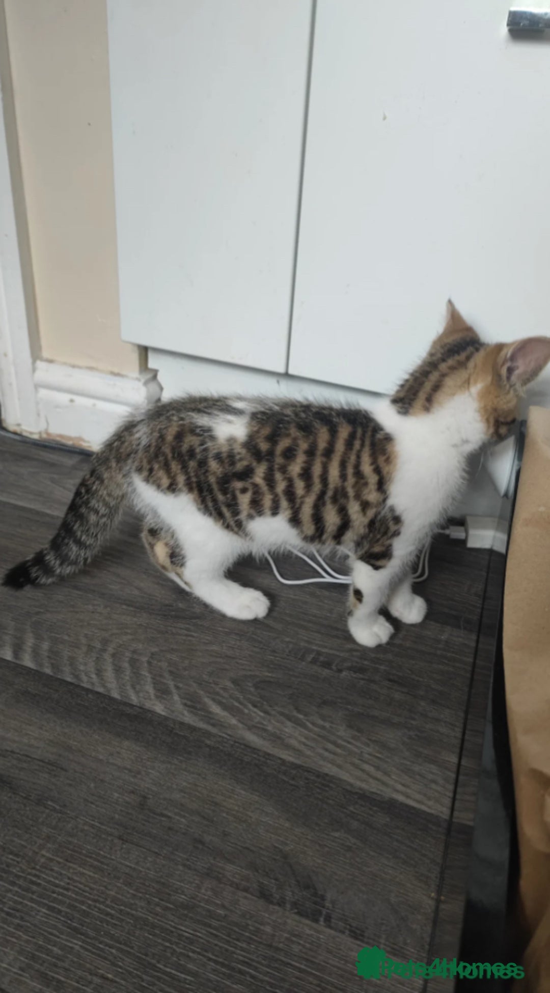 British Shorthair cats for sale: Male British Shorthair - Image 4