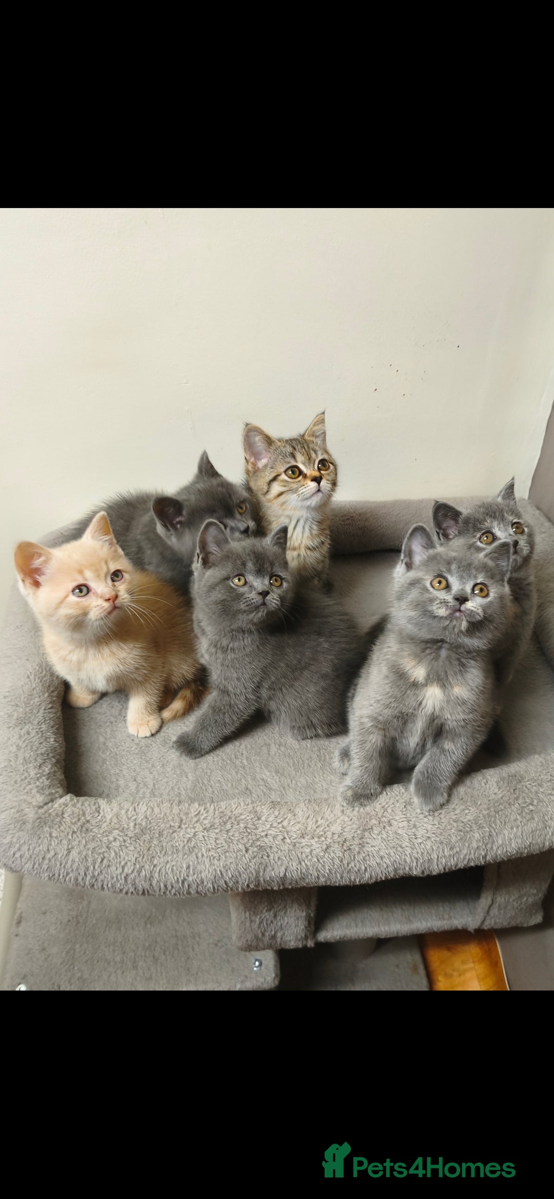 British Shorthair cats for sale: British Shorthair Kittens Imported Parents  - Advert 27