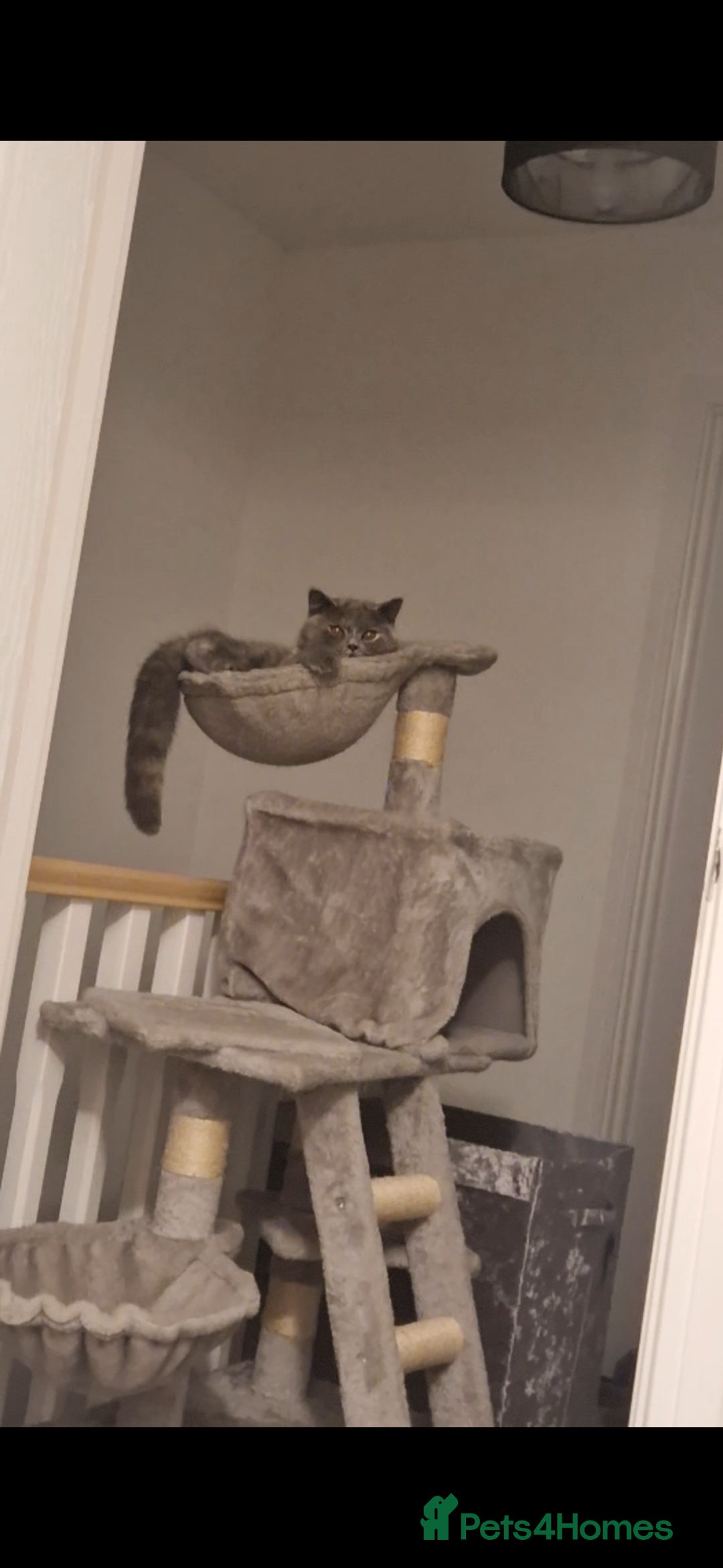 British Shorthair cats for sale: **Free** BSH Cat (Female) - Image 6