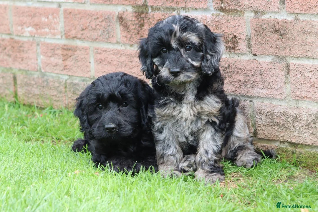 Cockapoo dogs for sale: F1 COCKAPOO PUPPIES FOR SALE - Advert 40