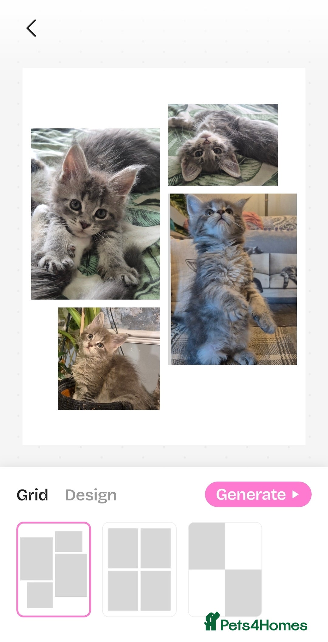 Maine Coon cats for sale: GCCF registered Pedigree Maine Coon Kittens - Advert 35