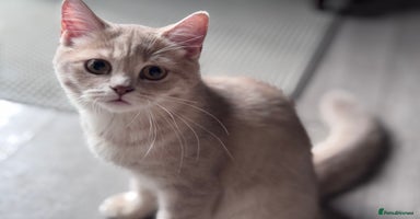 Scottish Fold cats in Croydon - Advert 13