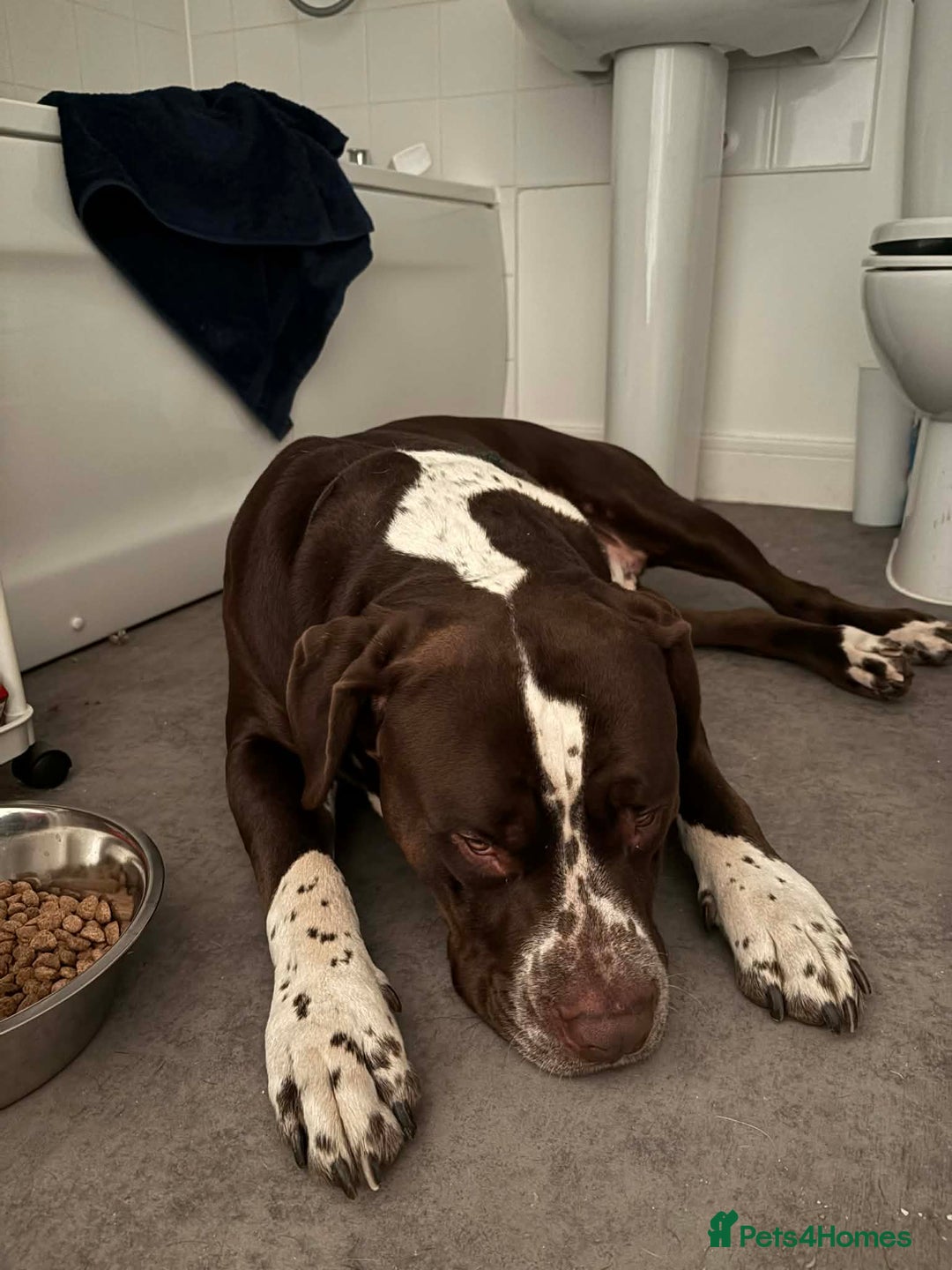 Mixed Breed dogs for sale: House hippo Zero🤍 - Advert 4