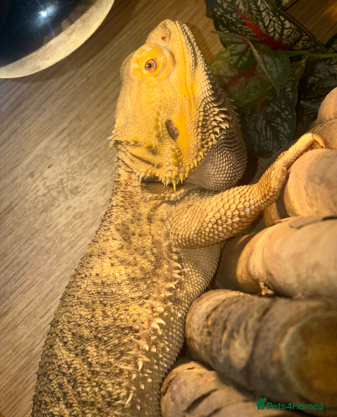 Bearded Dragon reptiles for sale: Bearded dragon boy names Loki the lizard  - Image 6
