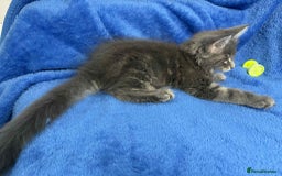 Maine Coon cats for sale: Kittens Maine Coon registered with Gccf  - Image 4