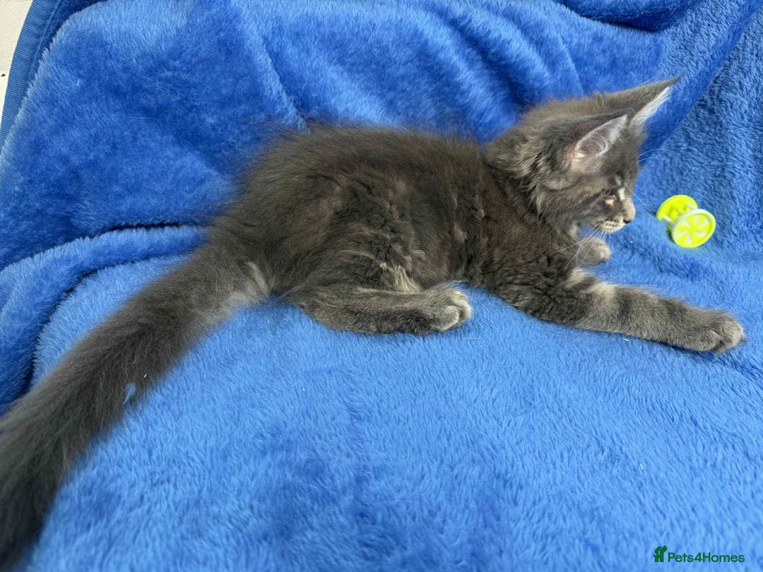 Maine Coon cats for sale: Kittens Maine Coon registered with Gccf  - Image 4
