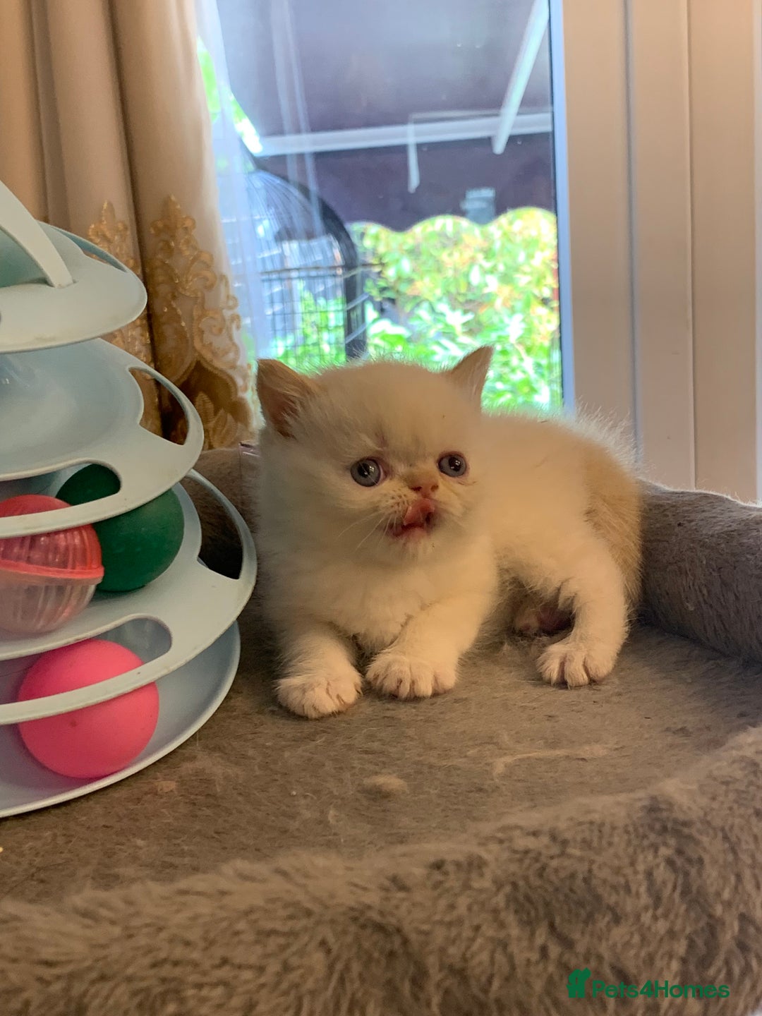 Persian cats for sale: Exotic persians  - Image 12