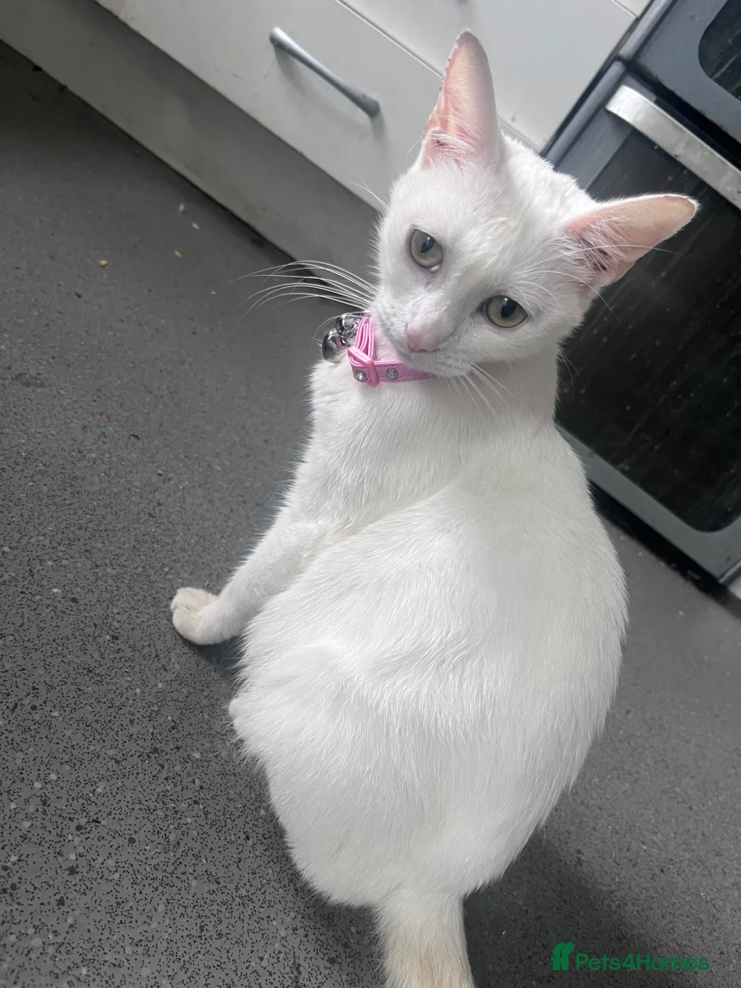 Mixed Breed cats for sale: Gorgeous Turkish Angora Queen - Advert 2