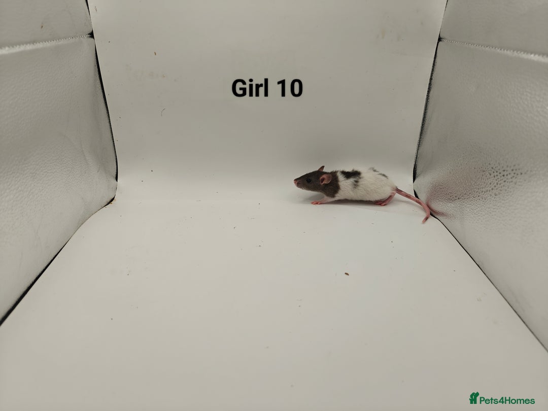 Rat rodents for sale: DEC: 24 Rats (5 Rats: 3 Boys & 2 Girls Left) - Advert 24