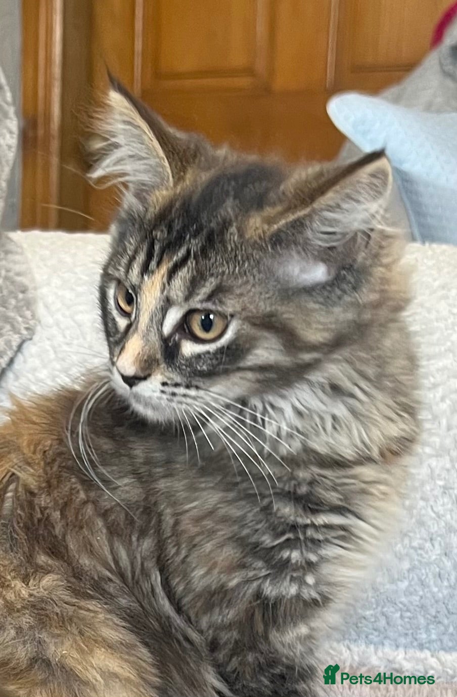 Maine Coon cats Maine Coon Kittens - Advert 1