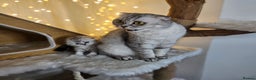 Scottish Fold cats for sale: TICA Scottish fold show quilty kittenss london  - Advert 4