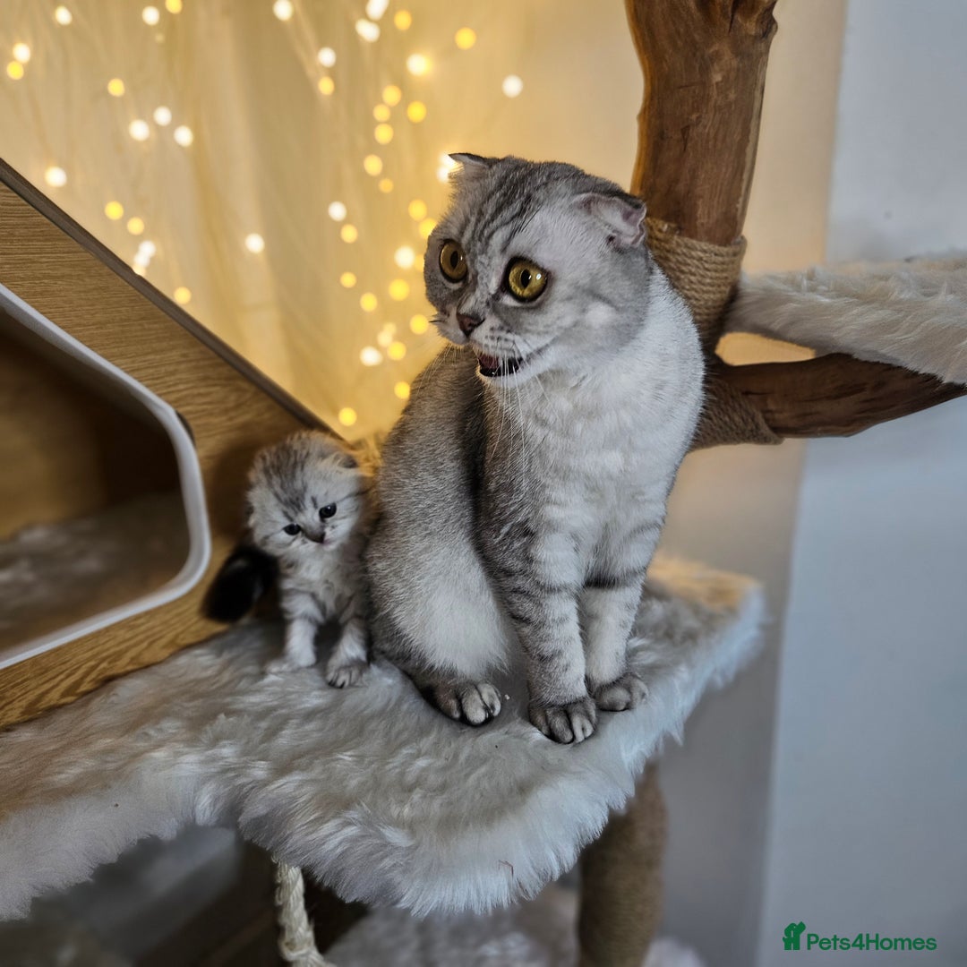 Scottish Fold cats for sale: TICA Scottish fold show quilty kittenss london  - Advert 4