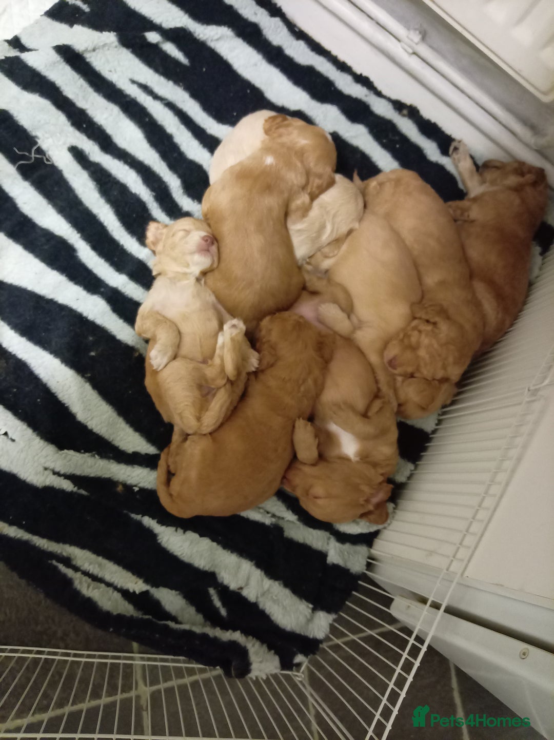 Cockapoo dogs for sale: 8 Beautiful Cockapoos puppies - Advert 2