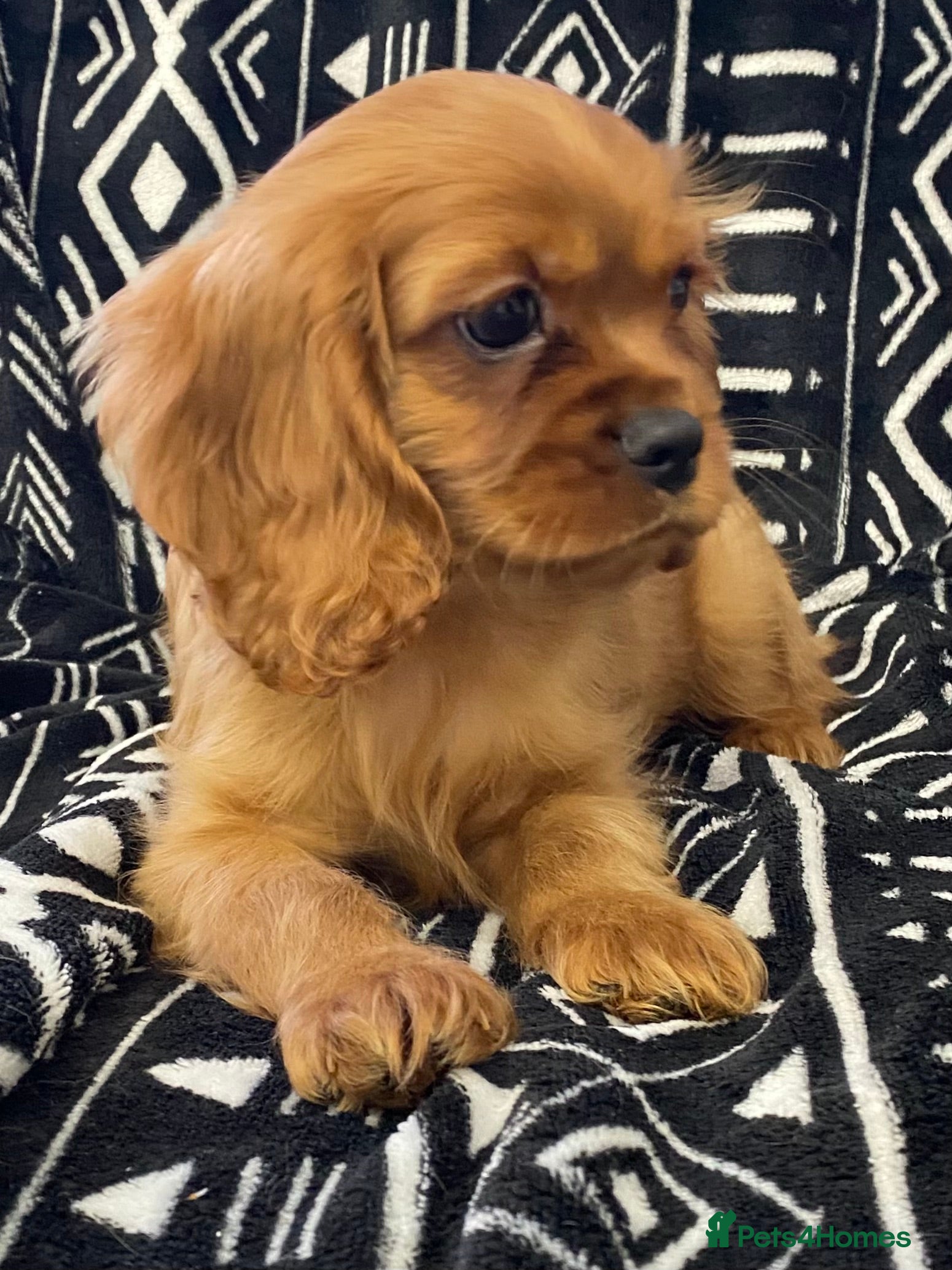 Cavalier King Charles Spaniel dogs pure Cavalier King Charles  - Advert 18