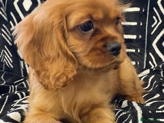 Cavalier King Charles Spaniel dogs pure Cavalier King Charles - Advert 1