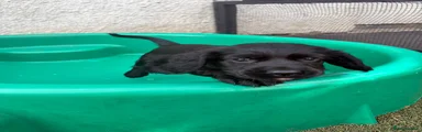Cocker Spaniel 2