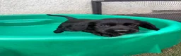 Cocker Spaniel dogs for sale: Beautiful black working cockers - Advert 11