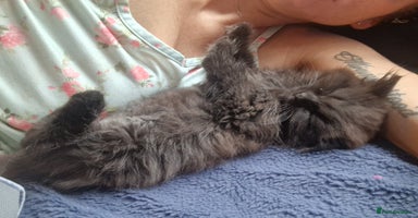 Mixed Breed cats - Advert 13