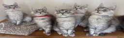 Maine Coon cats for sale: Exceptional Pedigree Maine Coon kittens available  in Worcester - Advert 8
